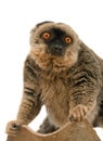 Common Brown Lemur Royalty Free Stock Photo