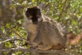 Common Brown Lemur Royalty Free Stock Photo