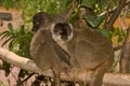 Common Brown Lemur Royalty Free Stock Photo