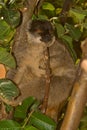 Common Brown Lemur Royalty Free Stock Photo