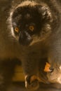 Common Brown Lemur Royalty Free Stock Photo