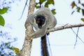 Common brown lemur, andasibe Royalty Free Stock Photo