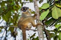 Common brown lemur, andasibe Royalty Free Stock Photo