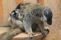 Common brown lemur Royalty Free Stock Photo