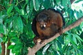 Common brown lemur Eulemur fulvus sitting on branch of tropical tree and looking down at the Barcelona zoo, Lemuridae Royalty Free Stock Photo