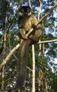 Common brown lemur Royalty Free Stock Photo