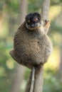 Common brown lemur Royalty Free Stock Photo