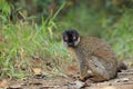 Common brown lemur Royalty Free Stock Photo