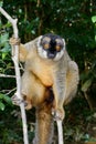 Common brown lemur, lemur island, andasibe Royalty Free Stock Photo