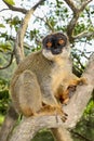 Common brown lemur, lemur island, andasibe Royalty Free Stock Photo