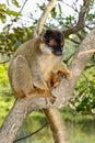 Common brown lemur, lemur island, andasibe Royalty Free Stock Photo