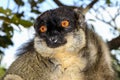 Common brown lemur, lemur island, andasibe Royalty Free Stock Photo