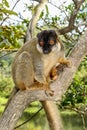 Common brown lemur, lemur island, andasibe Royalty Free Stock Photo