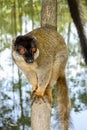 Common brown lemur, lemur island, andasibe Royalty Free Stock Photo