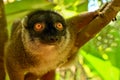 Common brown lemur, Portrait ,Madagascar nature