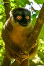 Common brown lemur, Portrait ,Madagascar nature