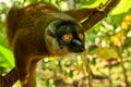 Common brown lemur, Portrait ,Madagascar nature