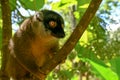 Common brown lemur, Portrait ,Madagascar nature