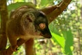 Common brown lemur, Portrait ,Madagascar nature