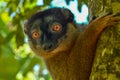 Common brown lemur, Portrait ,Madagascar nature