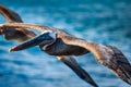 Brown Pelican flying at San Cristobal in the Galapagos National Park Ecuador Royalty Free Stock Photo