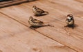 Common brown sparrows are sitting on a wooden floor in the street