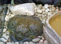 Common brown Toad, big toad in the aquarium. Royalty Free Stock Photo