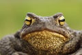 Common brown toad head Royalty Free Stock Photo