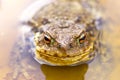 Common brown toad in water Royalty Free Stock Photo