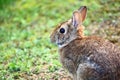 Common brown rabbit sitting on grass. Royalty Free Stock Photo