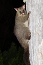 Common Brush-tailed Possum