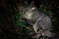 Common Brush-tailed Possum - Trichosurus vulpecula is nocturnal marsupial living in Australia and introducted to New Zealand, eati