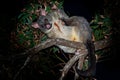 Common Brush-tailed Possum - Trichosurus vulpecula is nocturnal marsupial living in Australia and introducted to New Zealand, eati