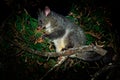 Common Brush-tailed Possum - Trichosurus vulpecula is nocturnal marsupial living in Australia and introducted to New Zealand, eati