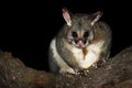 Common Brush-tailed Possum - Trichosurus vulpecula -nocturnal, semi-arboreal marsupial of Australia Royalty Free Stock Photo