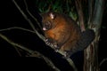 Common Brush-tailed Possum - Trichosurus vulpecula -nocturnal, semi-arboreal marsupial of Australia, introduced to New Zealand Royalty Free Stock Photo