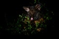 Common Brush-tailed Possum - Trichosurus vulpecula -nocturnal, semi-arboreal marsupial of Australia, introduced to New Zealand Royalty Free Stock Photo