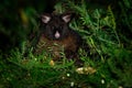 Common Brush-tailed Possum - Trichosurus vulpecula -nocturnal, semi-arboreal marsupial of Australia, introduced to New Zealand Royalty Free Stock Photo