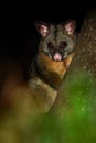 Common Brush-tailed Possum - Trichosurus vulpecula -nocturnal, semi-arboreal marsupial of Australia, introduced to New Zealand Royalty Free Stock Photo