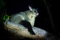 Common Brush-tailed Possum - Trichosurus vulpecula -nocturnal, semi-arboreal marsupial of Australia, introduced to New Zealand Royalty Free Stock Photo