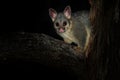 Common Brush-tailed Possum - Trichosurus vulpecula -nocturnal, semi-arboreal marsupial of Australia, introduced to New Zealand Royalty Free Stock Photo