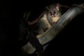 Common Brush-tailed Possum - Trichosurus vulpecula -nocturnal, semi-arboreal marsupial of Australia, introduced to New Zealand Royalty Free Stock Photo