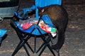 Common Brush-tailed Possum - Trichosurus vulpecula -nocturnal, semi-arboreal marsupial of Australia, introduced to New Zealand. St