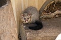 Common brushtail possum