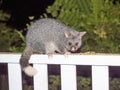 A Common Brushtail Possum Royalty Free Stock Photo