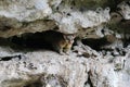 Common brushtail possum in the caves of Umpherston Sinkhole in Mount Gambier, Australia Royalty Free Stock Photo