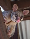 Common Brushtail Possum perched in rafters