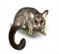 The common brushtail possum Trichosurus