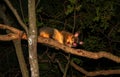 Common Brushtail Possum Trichosurus vulpecula climbing a tree in Queensland rainforest at night