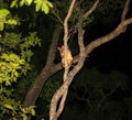 Common Brushtail Possum Trichosurus vulpecula climbing a tree in Queensland rainforest at night Royalty Free Stock Photo